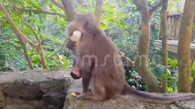一只猴子和她的幼崽玩。 小猴子在妈妈附近爬行。 猴子吃玉米